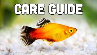 Platy Fish Care Guide aka My Favorite Livebearer for Beginners [upl. by Nivled]