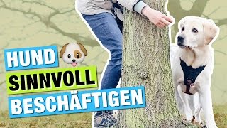 Bäume umrunden beibringen  Hund Tricks beibringen amp beschäftigen  Hundebeschäftigung [upl. by Itsa]