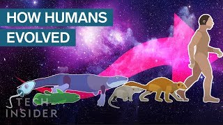 Incredible Animation Shows How Humans Evolved From Early Life [upl. by Ralston]