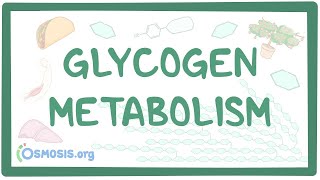 Glycogen metabolism [upl. by Stevana]