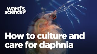 Caring and Culturing for Daphnia [upl. by Ived341]