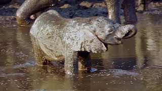 Elephants Empire 🐘 Baby Elephant  Elephant Documentary  Natural History Channel [upl. by Krueger]