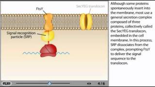 Protein transport Animation [upl. by Japheth]