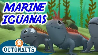 Octonauts  The Marine Iguanas  Full Episode  Cartoons for Kids [upl. by Lasiaf]