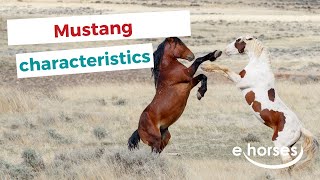 Mustang Horse  characteristics origin amp disciplines [upl. by Ynnavoj]