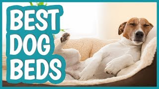 Best Dog Bed in 2019  TOP 11 Dog Beds [upl. by Eerdna]