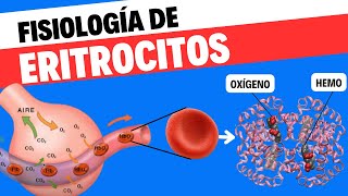 Fisiología de eritrocitos o glóbulos rojos [upl. by Letram108]