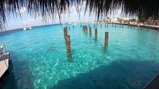 Bonaire Is Incredible The Dutch Caribbean Islands [upl. by Eerb]