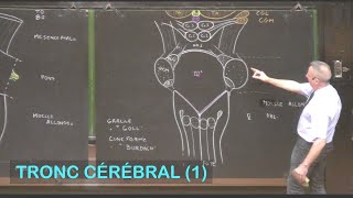 Anatomie du tronc cérébral 1 Neuroanatomie 3 [upl. by Dyolf997]