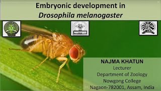 Embryonic Development in Drosophila melanogaster [upl. by Bouchard683]