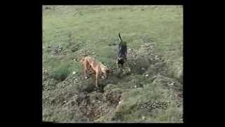 Lurcher training field craft from 12 months on part 2 [upl. by Athena]