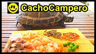 8 Alimentos que le encantarán a tu tortuga de agua y cómo dosificar la dieta o comida de tu tortuga [upl. by Nerrag]