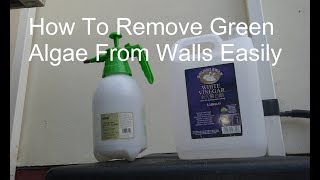 Killing Algae On Outside Walls [upl. by Aynwat]