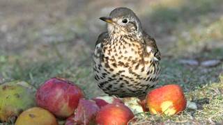 Know your thrushes  Song and Mistle [upl. by Jeremy]