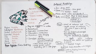 Morphology Of Frog Class 11 [upl. by Gottwald]