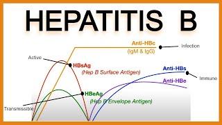 Hepatitis B SerologyInterpretation [upl. by Pease]