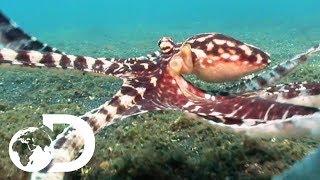 The Mimic Octopus  Nick Bakers Weird Creatures [upl. by Bonner]