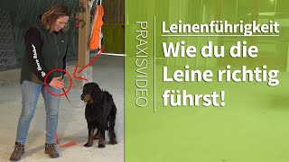 Leinenführigkeit ► Wie du die Leine richtig führst ► Praxisvideo [upl. by Lillian550]