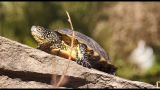 Europäische Sumpfschildkröte  unsere heimische Schildkröte  mit Martin Maschka [upl. by Zealand]