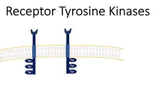 Receptor Tyrosine Kinases  RTK [upl. by Averat780]