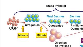 Línea cronológica de la OVOGENESIS [upl. by Aihsatan]