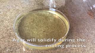 60 Second Protocols How to Make Agar Plates [upl. by Adas]