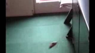 Jerboa Jumping and Running Very Fast  Crazy Animal  Super Fast Jerboa  Pokemon [upl. by Zsuedat]