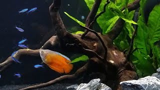 My Honest Review of 5 Centerpiece Fish for Nano Tanks [upl. by Neelyad168]