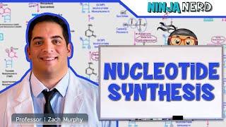 Metabolism  Nucleotide Synthesis  Purine amp Pyrimidine Synthesis [upl. by Nevile]