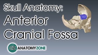 Anterior Cranial Fossa  Skull Anatomy [upl. by Branca80]