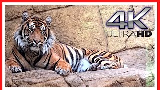 London Zoo Animals  FULL walking tour  Things to do in LONDON  3h40m [upl. by Utter]