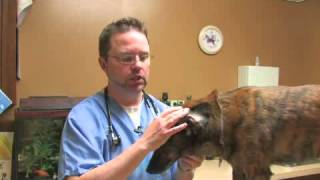 How to Heal a Hematoma in a Dogs Ear [upl. by Ahsined728]