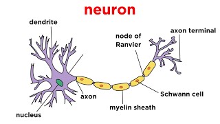 Types of Tissue Part 4 Nervous Tissue [upl. by Brock]