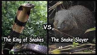 King Cobra vs Mongoose No more Confusion [upl. by Shore]