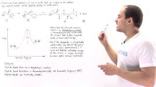 Peptide Bond Formation [upl. by Ralf]