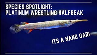 Species Spotlight  Wrestling Half Beak  Feeding Care Breeding Guide [upl. by Llehsam273]