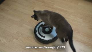 Cat shows HOW TO use iRobot Roomba Vacuum [upl. by Euqram]