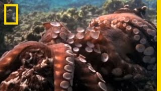 Octopus Mating  National Geographic [upl. by Attah]