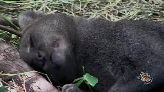 The Jaguarundi 20 [upl. by Jim417]