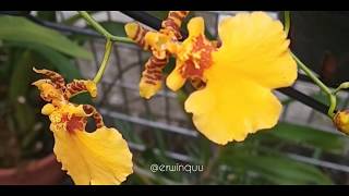 Oncidium Flexuosum [upl. by Airan506]