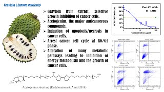 Anticancer Activity of Graviola Soursop on Cancer CellsAlternative Cancer Treatment PhD thesis [upl. by Jana821]