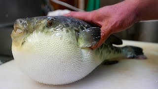 Japanese Street Food  LIVE FUGU PUFFERFISH Puffer Fish Japan [upl. by Bax]