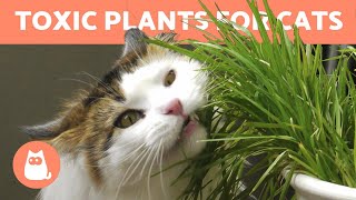 10 TOXIC PLANTS for CATS 🐱 ❌ 🌷 In the Home amp Garden [upl. by Riesman]