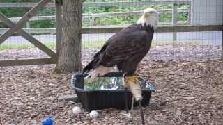 What Bald Eagles Really Sound Like [upl. by Neroled193]