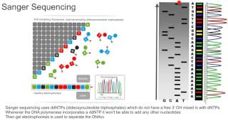 Sanger Sequencing [upl. by Sklar727]