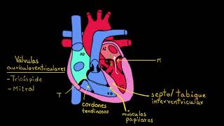 Capas del corazón  Anatomía humana y fisiología  Khan Academy en Español [upl. by Ainattirb]