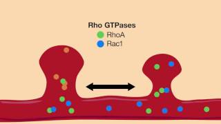 RhoGTPases A threeway approach to controlling neural plasticity [upl. by Rogozen406]