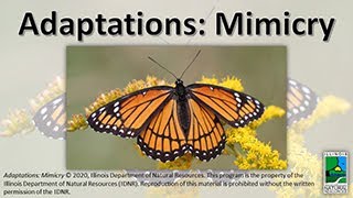 Adaptations Mimicry [upl. by Lucky]