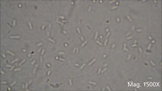 Bacteria under the Microscope E coli and S aureus [upl. by Mussman]