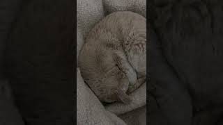 My Cat Snores While Sleeping [upl. by Hirza]